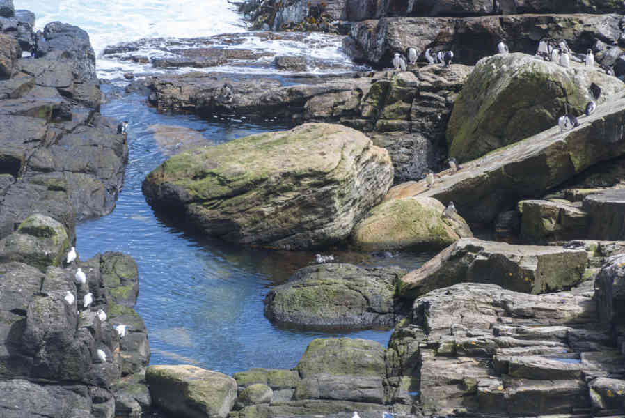 Islas Falkland o Malvinas 062 - New Island.jpg